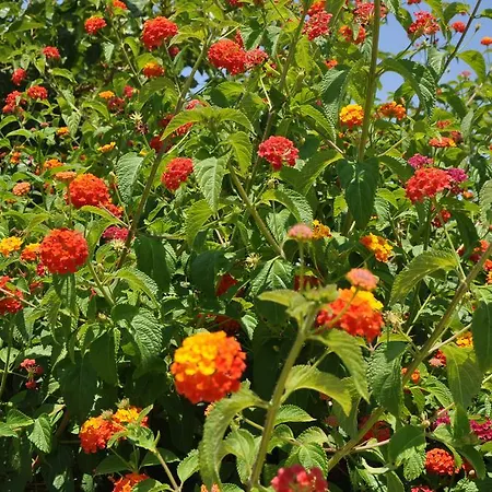 فندق مبيت وإفطار Giardini Di Marzo 2*