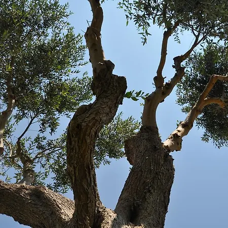 فندق مبيت وإفطار Giardini Di Marzo
