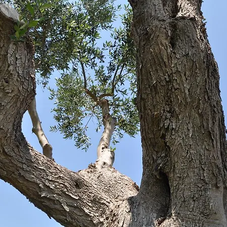 Giardini Di Marzo فندق مبيت وإفطار ليتشي